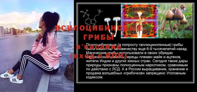 Галлюциногенные грибы Psilocybine cubensis  что такое   Каргат 