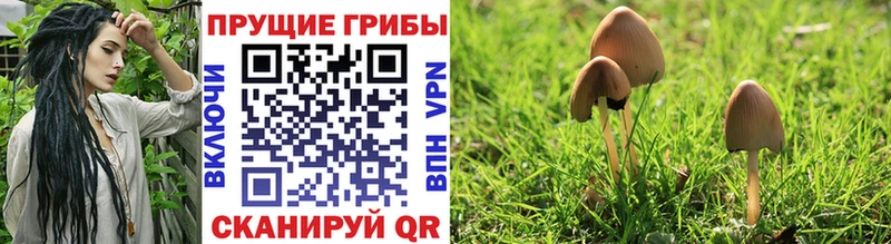 купить наркоту  omg маркетплейс  Псилоцибиновые грибы MAGIC MUSHROOMS  darknet какой сайт  Каргат 